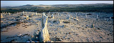 Sand castings on stumps, San Miguel Island. Channel Islands National Park (Panoramic color)