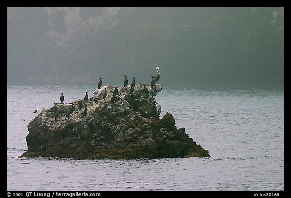 Rock covered with cormorants and pelicans, Santa Cruz Island. Channel Islands National Park, California, USA.