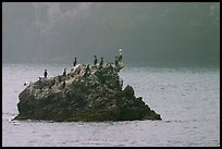 Rock covered with cormorants and pelicans, Santa Cruz Island. Channel Islands National Park, California, USA. (color)