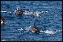 Dolphins jumping out of ocean water. Channel Islands National Park, California, USA. (color)