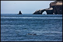 Dolphins and Arch Rock. Channel Islands National Park, California, USA. (color)