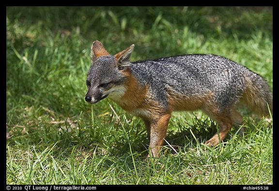 Short-Tailed Fox (Insular Gray Fox), Santa Cruz Island. Channel Islands National Park (color)