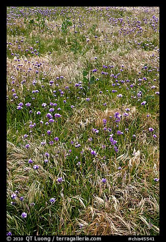 Wildflowers and grasses, Santa Cruz Island. Channel Islands National Park (color)