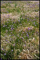 Wildflowers and grasses, Santa Cruz Island. Channel Islands National Park ( color)