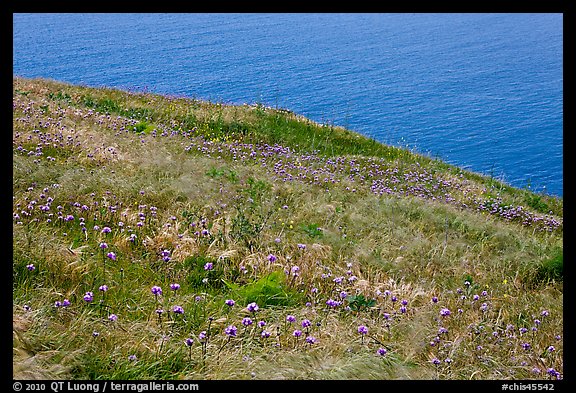 Wildflowers and wind-blown grasses on coastal bluff, Santa Cruz Island. Channel Islands National Park, California, USA.