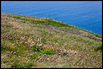 Wildflowers and wind-blown grasses on coastal bluff, Santa Cruz Island. Channel Islands National Park ( color)