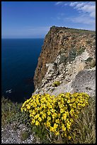 Coreopsis and cliff, Cavern Point, Santa Cruz Island. Channel Islands National Park, California, USA. (color)
