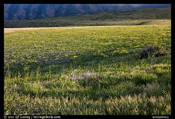Meadow in spring, Santa Cruz Island. Channel Islands National Park (color)