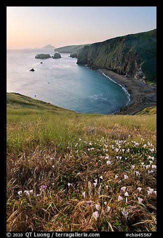 Wild Morning Glories and bay at sunrise, Scorpion Anchorage, Santa Cruz Island. Channel Islands National Park (color)