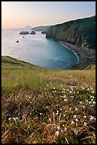 Wild Morning Glories and bay at sunrise, Scorpion Anchorage, Santa Cruz Island. Channel Islands National Park, California, USA.