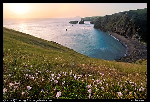 Wild Morning Glories and Scorpion Anchorage, sunrise, Santa Cruz Island. Channel Islands National Park (color)