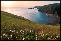 Wild Morning Glories and Scorpion Anchorage, sunrise, Santa Cruz Island. Channel Islands National Park, California, USA.
