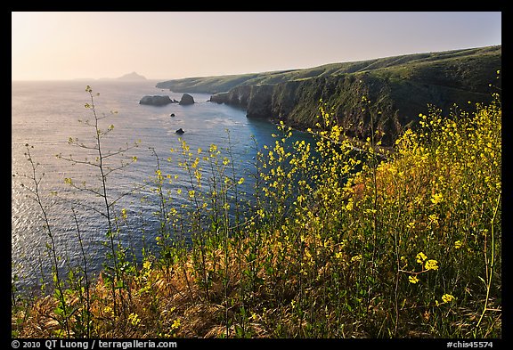 Mustard in bloom and seacliffs, Scorpion Anchorage, Santa Cruz Island. Channel Islands National Park (color)