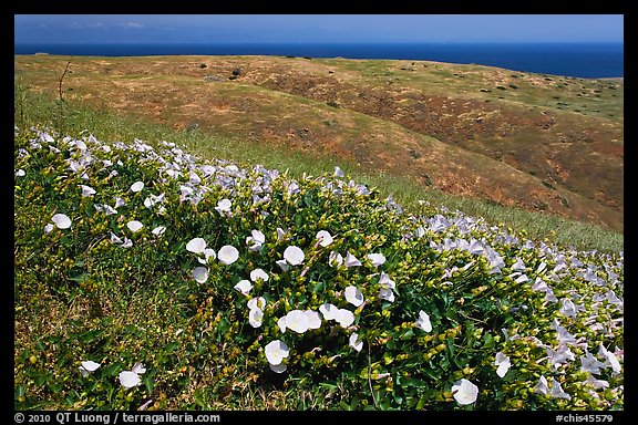 Wild Morning Glory flowers, hills, and ocean, Santa Cruz Island. Channel Islands National Park (color)