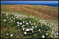 Wild Morning Glory flowers, hills, and ocean, Santa Cruz Island. Channel Islands National Park, California, USA.