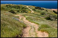 Dirt road through coastal hills, Santa Cruz Island. Channel Islands National Park ( color)