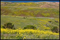Mustard flowers and rolling hills, Santa Cruz Island. Channel Islands National Park, California, USA.