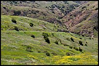 Scorpion Canyon in the spring, Santa Cruz Island. Channel Islands National Park ( color)