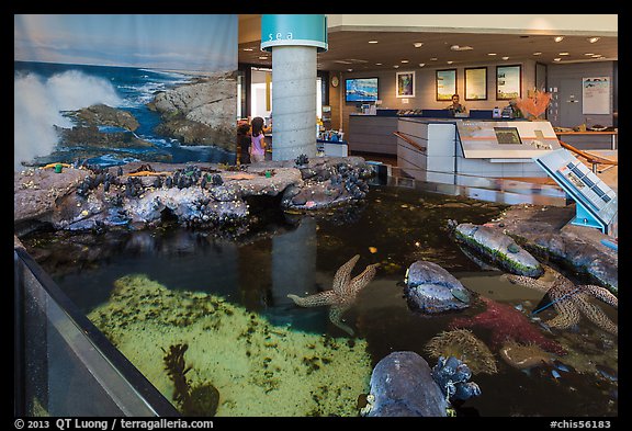 Artificial tidepool inside visitor center. Channel Islands National Park, California, USA.