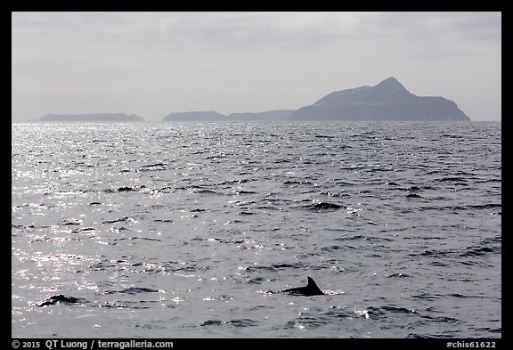 Dolphin fin and Anacapa Islands in background. Channel Islands National Park, California, USA.