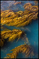 Kelp from above, Santa Cruz Island. Channel Islands National Park ( color)