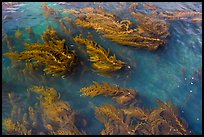 Kelp floating on water, Santa Cruz Island. Channel Islands National Park ( color)