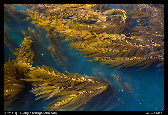 Kelp in shallow waters, Santa Cruz Island. Channel Islands National Park (color)