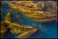 Kelp in shallow waters, Santa Cruz Island. Channel Islands National Park ( color)