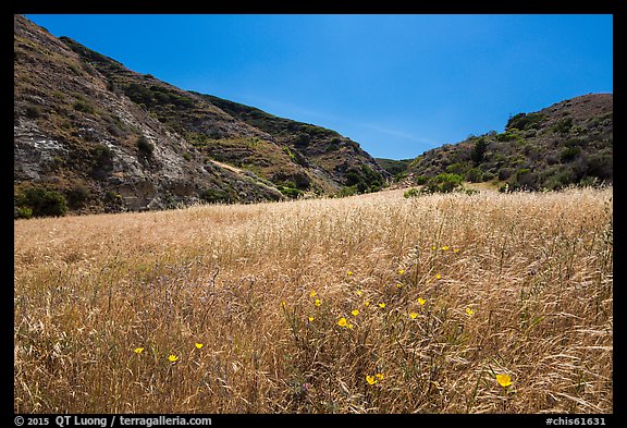 Wildflowers and grasses, Cherry Canyon, Santa Rosa Island. Channel Islands National Park (color)