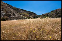 Wildflowers and grasses, Cherry Canyon, Santa Rosa Island. Channel Islands National Park ( color)