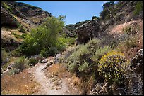 Cherry Canyon Trail, Santa Rosa Island. Channel Islands National Park ( color)