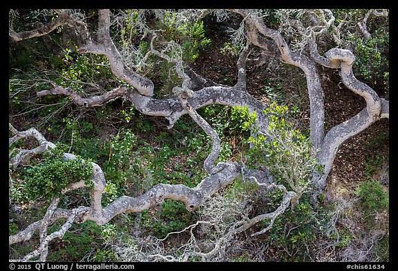 Twisted oak trees, Cherry Canyon, Santa Rosa Island. Channel Islands National Park (color)