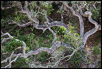 Twisted oak trees, Cherry Canyon, Santa Rosa Island. Channel Islands National Park ( color)