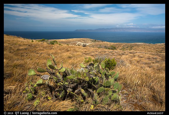 Cactus on marine terrace, Santa Rosa Island. Channel Islands National Park (color)