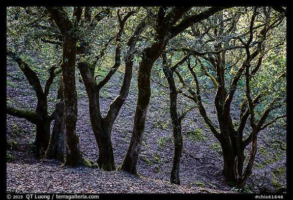Cloud forest of endemic Island Oak, Santa Rosa Island. Channel Islands National Park (color)