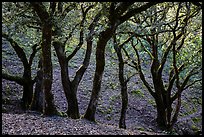 Cloud forest of endemic Island Oak, Santa Rosa Island. Channel Islands National Park ( color)
