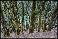Endemic Island Oak (Quercus tomentella), Santa Rosa Island. Channel Islands National Park ( color)