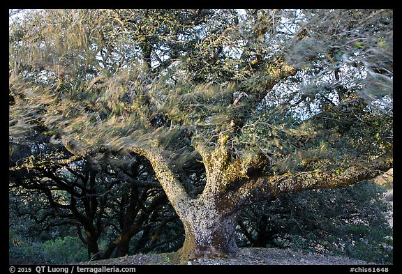 Island Oak (Quercus tomentella) and wind, Santa Rosa Island. Channel Islands National Park (color)