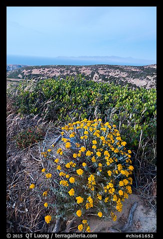Wildflowers at dusk, Santa Rosa Island. Channel Islands National Park (color)