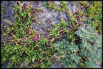 Ground close-up with iceplant and flowers, Santa Rosa Island. Channel Islands National Park ( color)