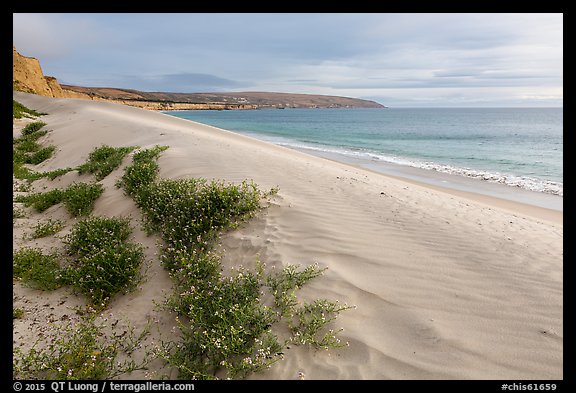 Flowers and dunes, Water Canyon Beach, Santa Rosa Island. Channel Islands National Park (color)