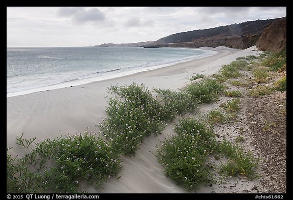 Flowers growing on sand dunes, Water Canyon Beach, Santa Rosa Island. Channel Islands National Park (color)