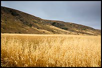 Grasses and hills, Santa Rosa Island. Channel Islands National Park ( color)