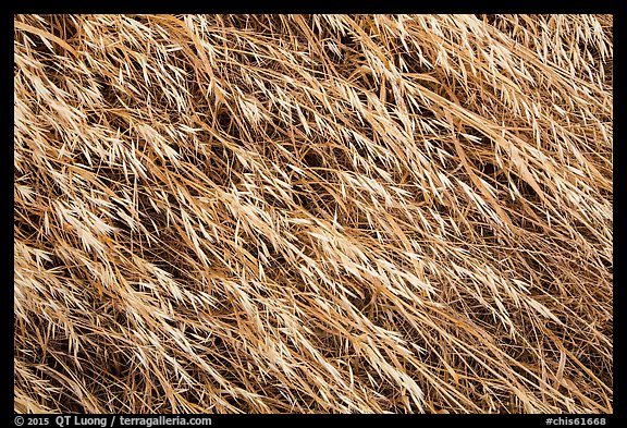 Close-up of tall grasses, Santa Rosa Island. Channel Islands National Park (color)