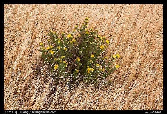 Close-up of flowers and yellow grasses, Santa Rosa Island. Channel Islands National Park (color)