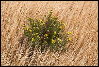 Close-up of flowers and yellow grasses, Santa Rosa Island. Channel Islands National Park ( color)
