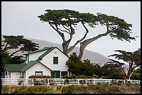 Historic Vail and Vickers main ranch house with cypress trees, Santa Rosa Island. Channel Islands National Park ( color)