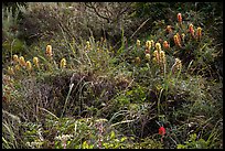 Native flowers, Lobo Canyon, Santa Rosa Island. Channel Islands National Park ( color)