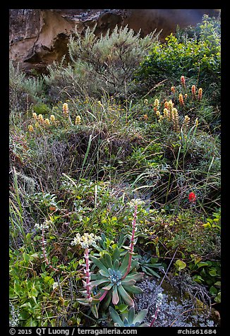 Lush slope with flowers and shrubs in Lobo Canyon, Santa Rosa Island. Channel Islands National Park (color)