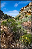 Flowers and rock formations, Lobo Canyon, Santa Rosa Island. Channel Islands National Park ( color)